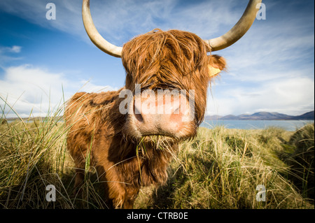 Vache Highland, Isle of Harris, Scotland Banque D'Images