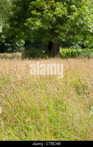 Arbre brûlé et de longues herbes chez Jacob Smith Park North Yorkshire Angleterre Knaresborough Banque D'Images
