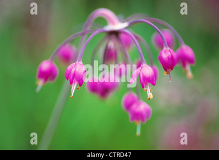 L'Allium cernuum, Allium, rose, vert. Banque D'Images