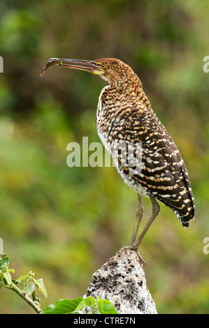 Rufescent tiger heron immatures Banque D'Images