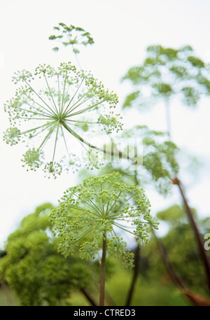 Angelica archangelica, Angelica, vert. Banque D'Images