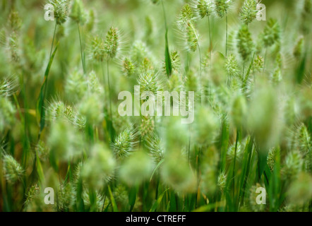 Cynosurus cristatus, herbe, du chien à crête-queue verte. Banque D'Images