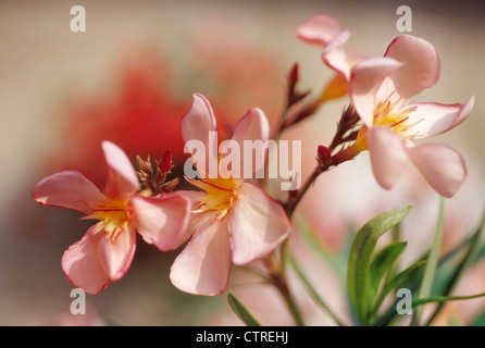 Plumeria rubra, frangipanier, jasmin Indien de l'Ouest, le monoï, Rose. Banque D'Images