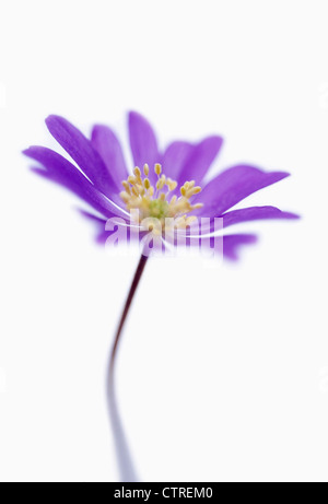 Anemone blanda, Anemone, violet, blanc. Banque D'Images