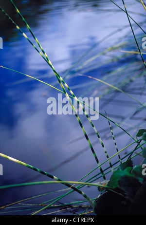 Equisetum arvense, prêle, prêle des champs, le vert. Banque D'Images