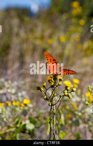 Papillon orange et rouge brillant avec marquage noir perché sur fleurs jaunes autour de la côte de Caroline du Nord. Banque D'Images