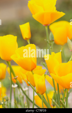 Eschscholzia californica Pavot de Californie, pavot,, Orange. Banque D'Images