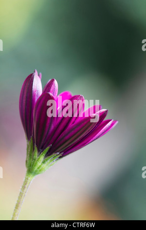 Osteospermum Osteospermum, cultivar, Violet. Banque D'Images