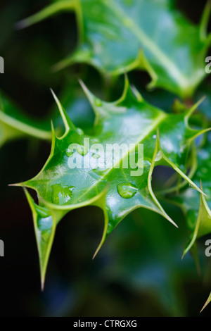 Ilex aquifolium, Holly, vert. Banque D'Images