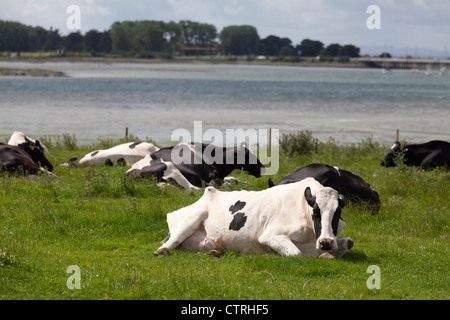 Freiesian vaches couché dans un champ à côté de la mer Banque D'Images