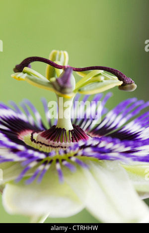 Passiflora caerulea, la passion des fleurs, blanc, vert. Banque D'Images
