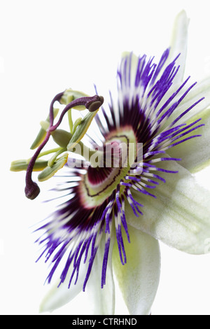 Passiflora caerulea, la passion des fleurs, blanc, blanc. Banque D'Images