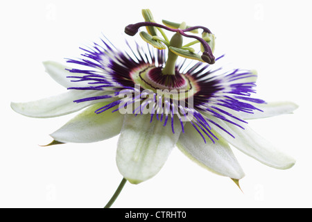Passiflora caerulea, la passion des fleurs, blanc. Banque D'Images