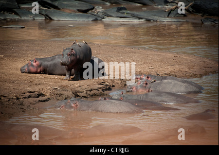 Basknig hippopotames dans la rivière Talek, Masai Mara, Kenya Banque D'Images