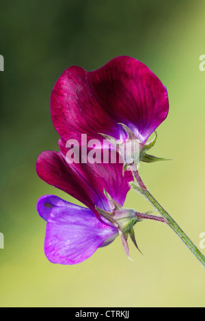 Lathyrus odoratus '' Cupani, pois, violet, vert. Banque D'Images