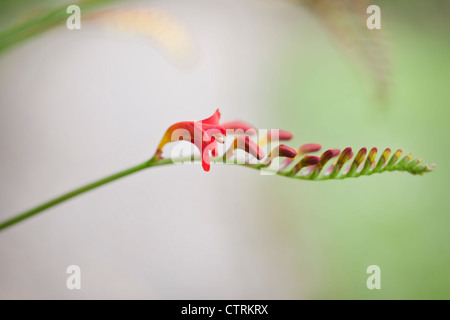 Crocosmia 'Lucifer' (Montbretia), Royaume-Uni Juillet Banque D'Images