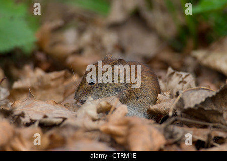 Myodes glareolus campagnol roussâtre (Clethrionomys glareolus) / parmi les feuilles d'automne sur le sol de la forêt, de l'Allemagne Banque D'Images
