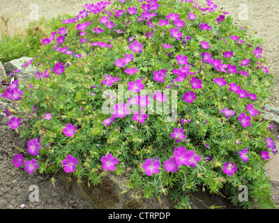 Fleur de géranium sanguin geranium sanguineum Banque D'Images