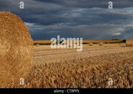 Balles Rondes de paille d'orge dans un champ de chaume à Norfolk, Royaume-Uni. Bien éclairé avec la tombée du ciel orageux. Banque D'Images