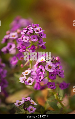 Lobularia maritima 'Royal Carpet', Alyssum, Violet. Banque D'Images