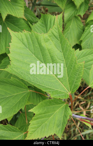 Feuilles de l'érable (Acer rufinerve Snakebark ) en été Banque D'Images