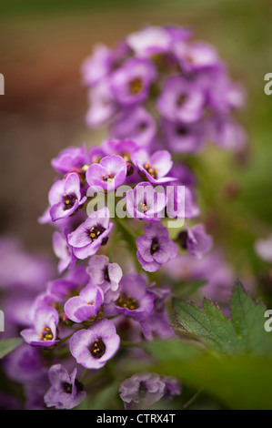 Lobularia maritima 'Royal Carpet', Alyssum, Violet. Banque D'Images