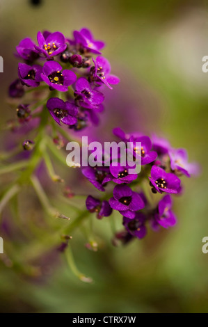 Lobularia maritima 'Royal Carpet', Alyssum, Violet. Banque D'Images