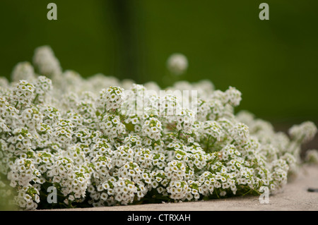 Alyssum montanum, Alyssum, blanc. Banque D'Images