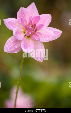 Cultivar Dahlia, Dahlia, Rose. Banque D'Images