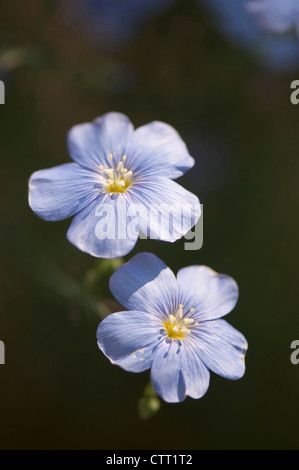 Linum lewisii, le lin, le lin bleu, bleu. Banque D'Images