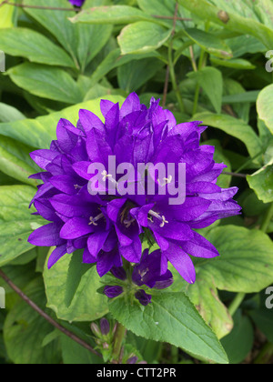 Bellflower en cluster ( Campanula glomerata ) en fleur Banque D'Images