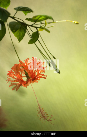 Hibiscus schizopetalus, Hibiscus, Orange, Vert. Banque D'Images