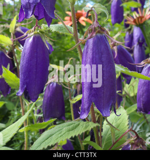 Bellflower Campanula punctata ( 'Kent Belle' ) Banque D'Images