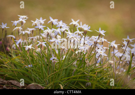 Ipheion uniflorum Ipheion,, Blanc. Banque D'Images