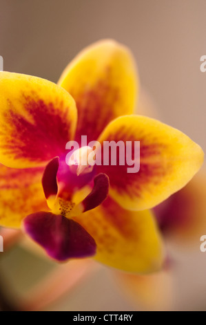 Cultivar Phalaenopsis, orchidée, espèce d'orchidée, Orange. Banque D'Images