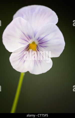 Viola x wittrockiana cultivar, Pansy, Blanc, Vert. Banque D'Images