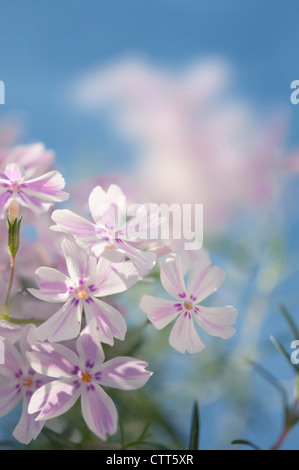 Phlox subulata 'Red Wings', Phlox, creeping phlox, blanc. Banque D'Images