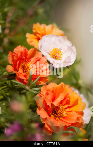 Portulaca grandiflora cultivar, Moss rose, couleurs mélangées. Banque D'Images