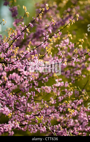 Cercis canadensis, Forest pansy, Violet. Banque D'Images