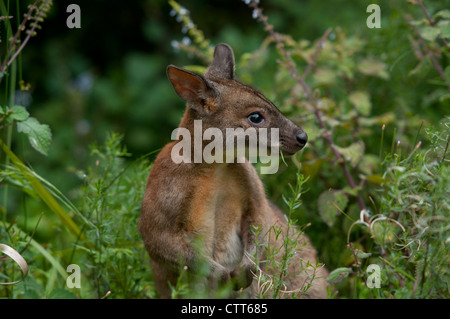 Calliste dos-bleu australien, pas un kangourou wallaby ou Banque D'Images