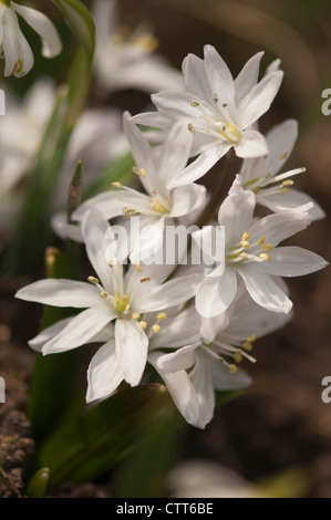 Scilla mischtschenkoana Tubergeniana '', Scilla, début de Scilla, blanc. Banque D'Images