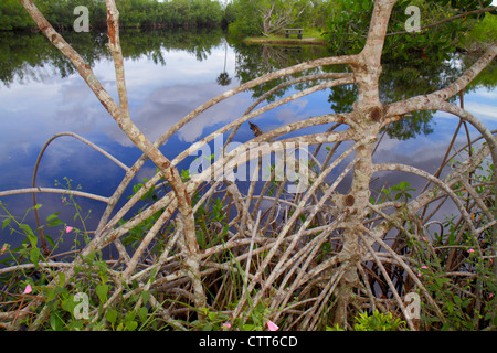 Naples, Floride, Everglades, réserve nationale Big Cypress, centre d'accueil Big Cypress Swamp, racines de mangrove exposées, eau, les visiteurs voyagent tour t Banque D'Images