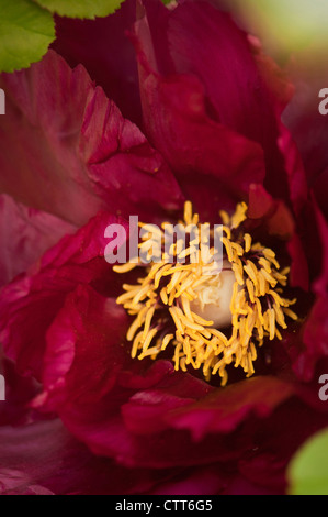 Paeonia suffruticosa cultivar, pivoine, Rouge. Banque D'Images