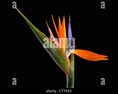 Strelitzia reginae, oiseau de paradis, orange, noir. Banque D'Images