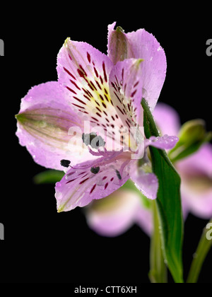 L'Alstroemeria cultivar, l'Alstroemeria, Peruvian lily, violet, noir. Banque D'Images