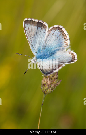 Homme Chalkhill Blue (Polyommatus corydon) butterfly reposant sur une tête de semences de graminées Banque D'Images