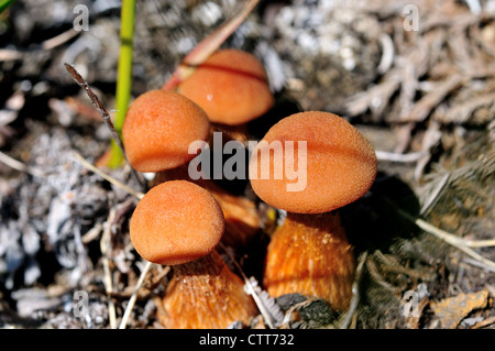 Un cluster de champignons sauvages de plus en plus brun doré dans la toundra arctique. Le Parc National Denali et préserver, Alaska, USA Banque D'Images