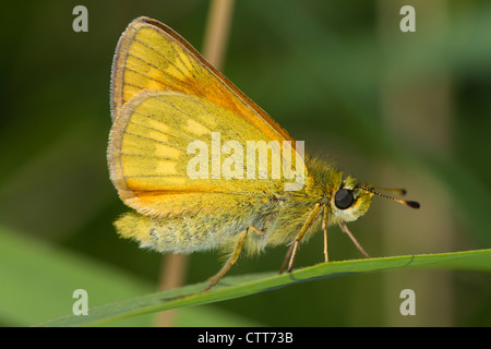 Grand Skipper (Ochlodes venatus) au repos sur un brin d'herbe Banque D'Images
