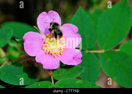 Un vol d'abeille sur une fleur rose de Sitka. Le Parc National Denali et préserver, de l'Alaska, USA. Banque D'Images