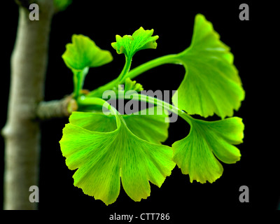 Le gingko biloba, Ginkgo, arbre aux 40 écus, feuilles vertes apparaissent sur fond noir, de la direction générale. Banque D'Images